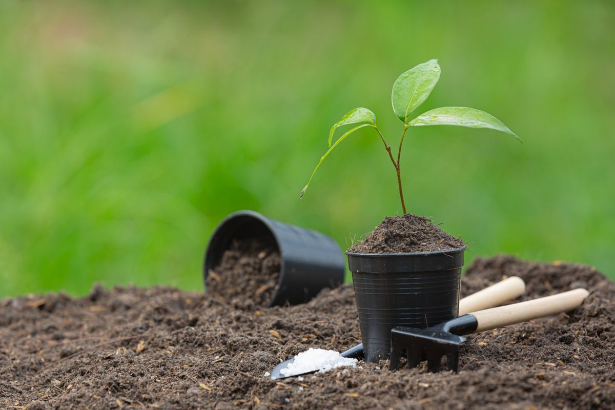Boosting Soil Health Naturally: Benefits of Using Microbial Biofertilizers