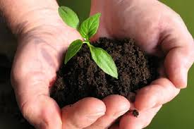 From Soil to Harvest: The Role of Microbial Biofertilizers in Crop Growth